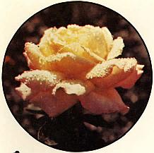 And It Is Divine magazine