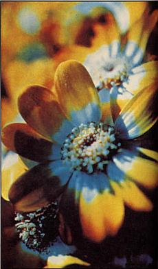 And It Is Divine magazine