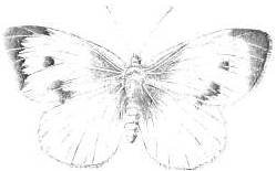 Divine Times Magazine About Prem Rawat (Maharaji)