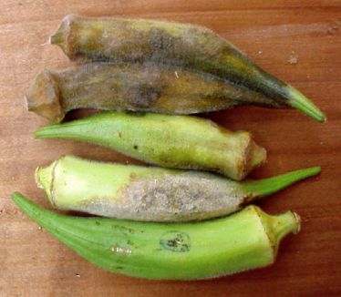 Rotting Okra