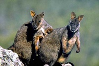 Amaroo - Wallabies